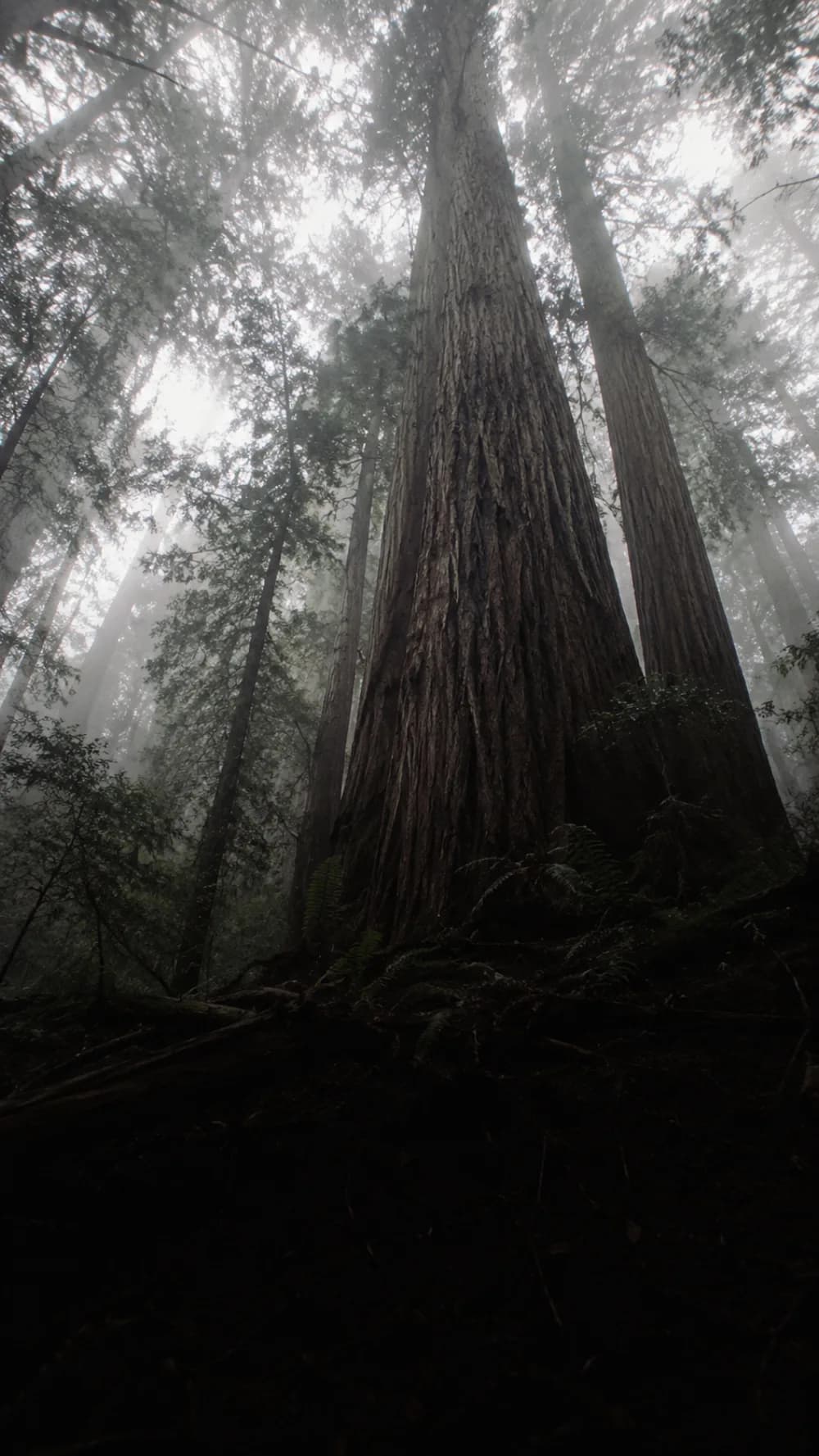 Looking up into a coastal redwood in fog